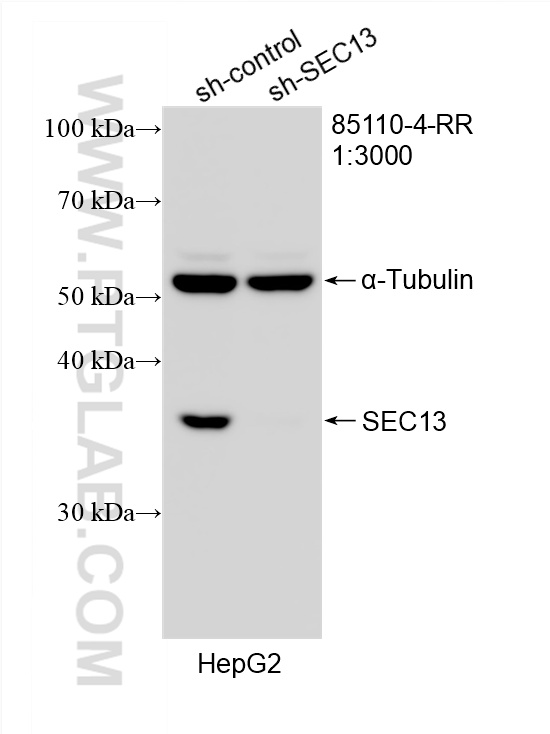 WB analysis of HepG2 using 85110-4-RR (same clone as 85110-4-PBS)