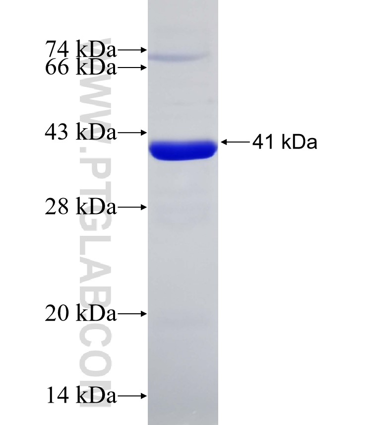 SEC13 fusion protein Ag7506 SDS-PAGE