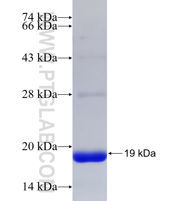 SEC14L1 fusion protein Ag33108 SDS-PAGE SEC14L1 fusion protein Ag33108 SDS-PAGE