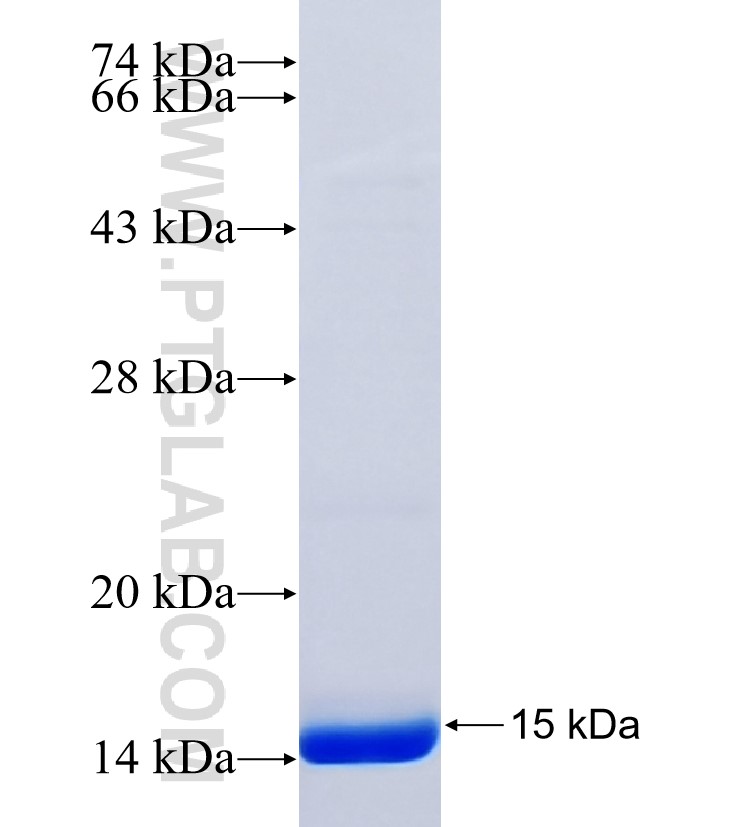 SEC14L3 fusion protein Ag36824 SDS-PAGE SEC14L3 fusion protein Ag36824 SDS-PAGE