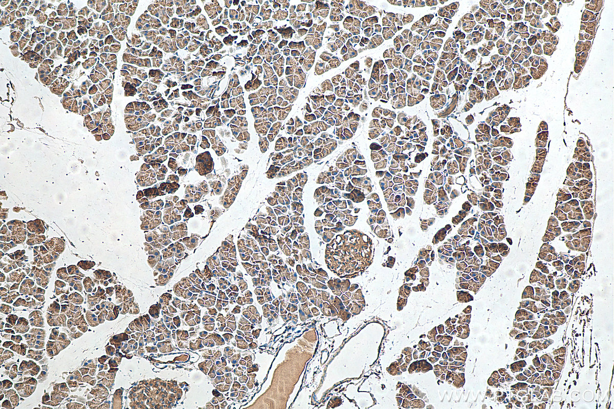 IHC staining of mouse pancreas using 20025-1-AP