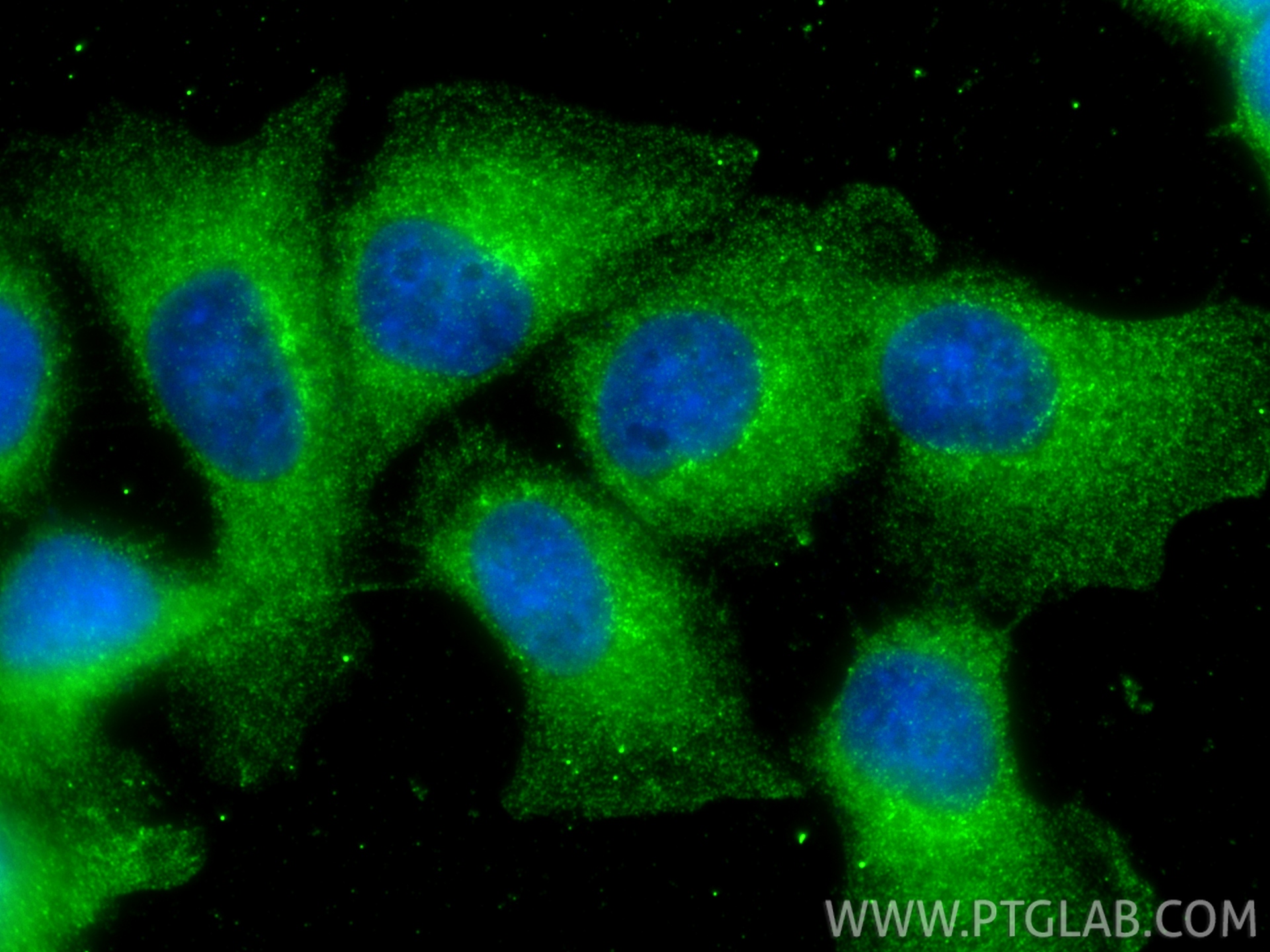 Immunofluorescent analysis of (-20°C Methanol) fixed A431 cells using SEC16A antibody (68493-1-Ig, Clone: 1D9A5 ) at dilution of 1:800 and CoraLite®488-Conjugated Goat Anti-Mouse IgG(H+L) (<a class='green' href='/productredirect?CatalogNo=SA00013-1' target='_blank'>SA00013-1</a>). IF Staining of A431 using 68493-1-Ig