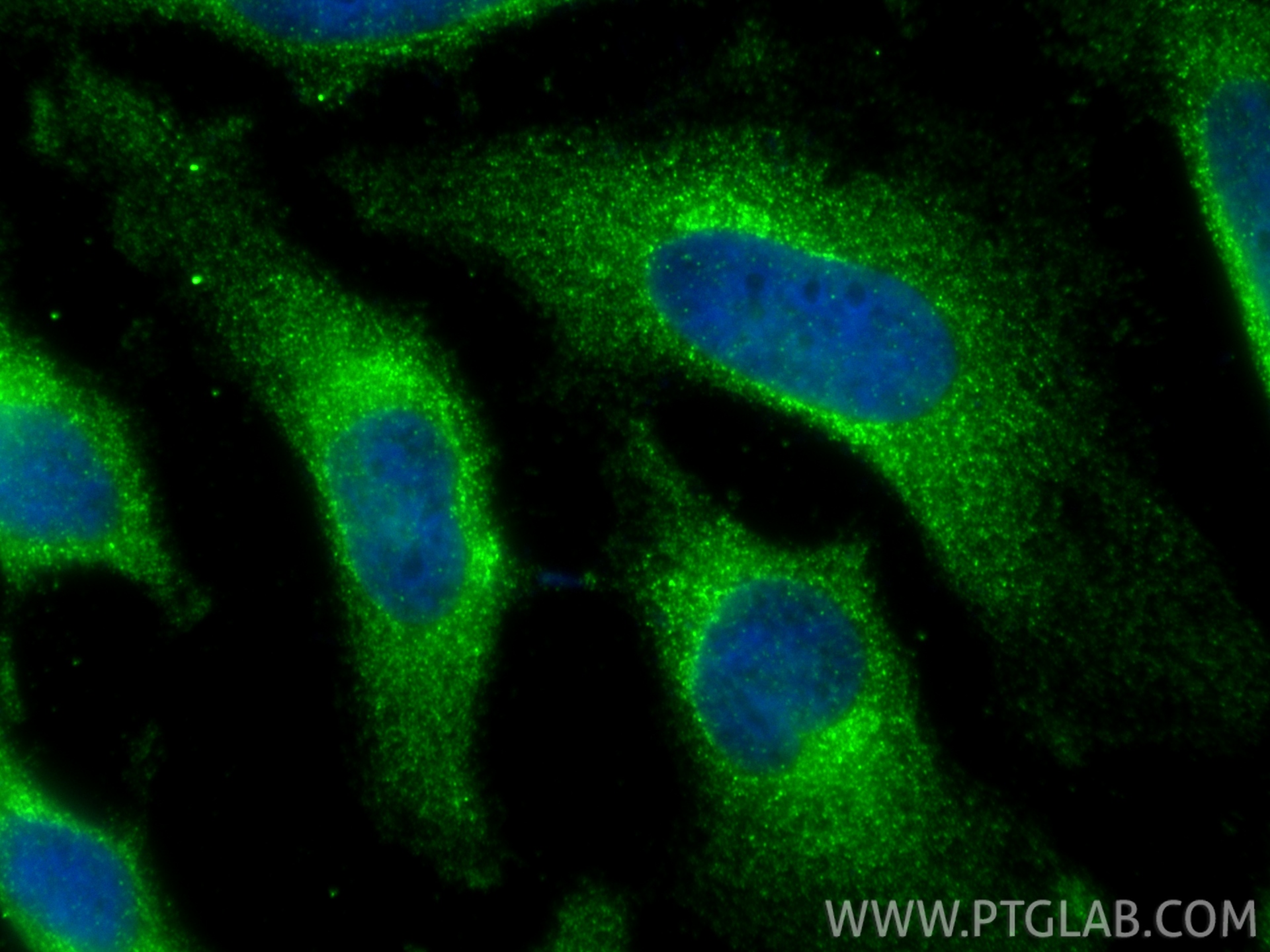 Immunofluorescent analysis of (-20°C Ethanol) fixed HeLa cells using SEC16A antibody (68493-1-Ig, Clone: 1D9A5 ) at dilution of 1:800 and CoraLite®488-Conjugated Goat Anti-Mouse IgG(H+L) (<a class='green' href='/productredirect?CatalogNo=SA00013-1' target='_blank'>SA00013-1</a>). IF Staining of HeLa using 68493-1-Ig