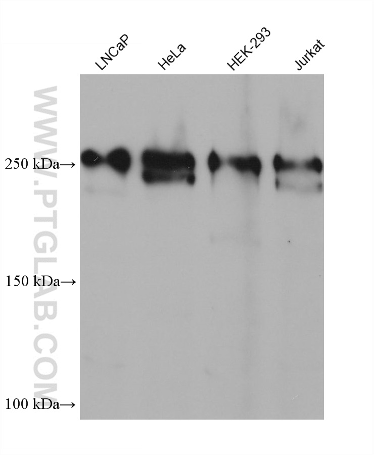 WB analysis using 68493-1-Ig (same clone as 68493-1-PBS)