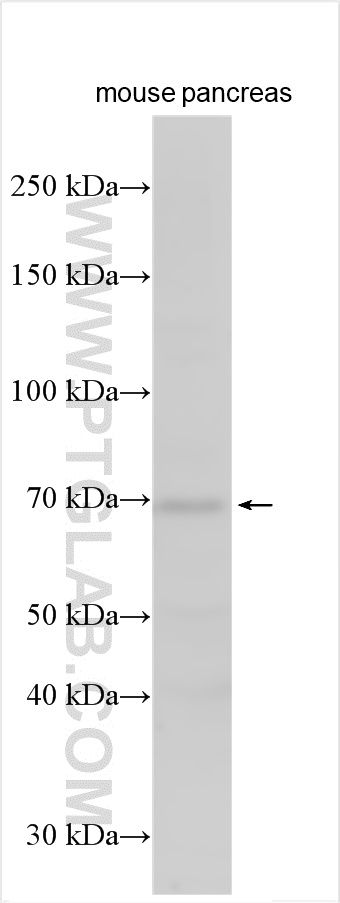 SEC16B