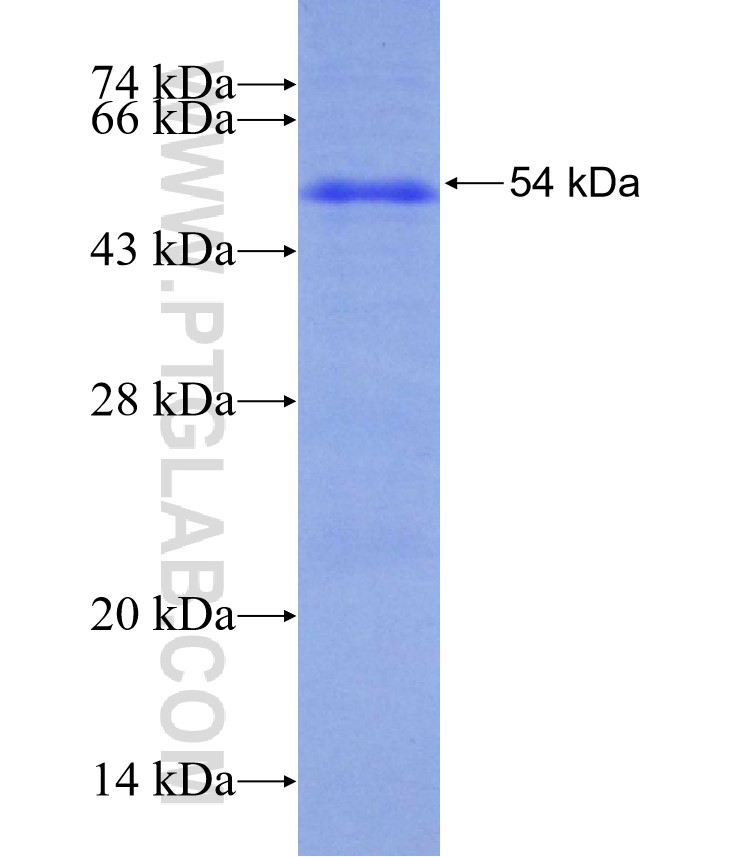 SEC16B fusion protein Ag30069 SDS-PAGE