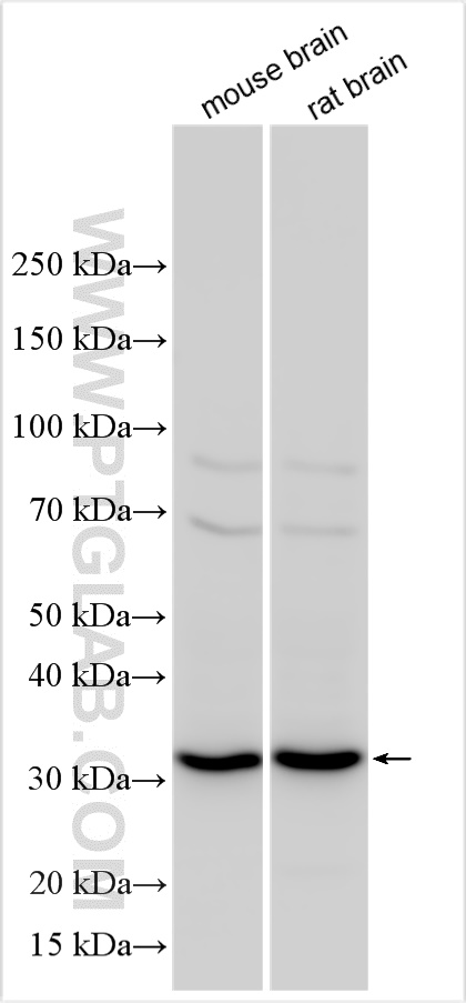 WB analysis using 29179-1-AP
