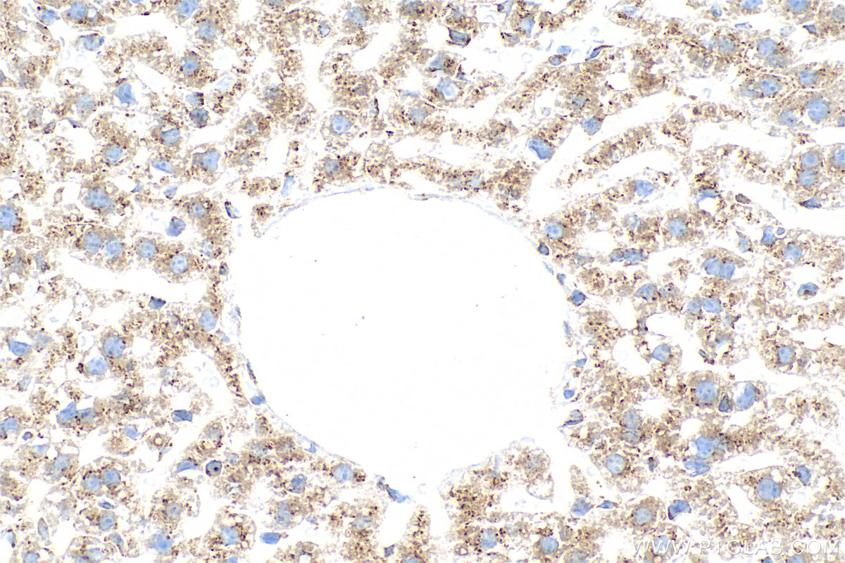 Immunohistochemical analysis of paraffin-embedded mouse liver tissue slide using 85037-5-RR (SEC22B antibody) at dilution of 1:1000 (under 40x lens). Heat mediated antigen retrieval with Tris-EDTA buffer (pH 9.0). IHC staining of mouse liver using 85037-5-RR