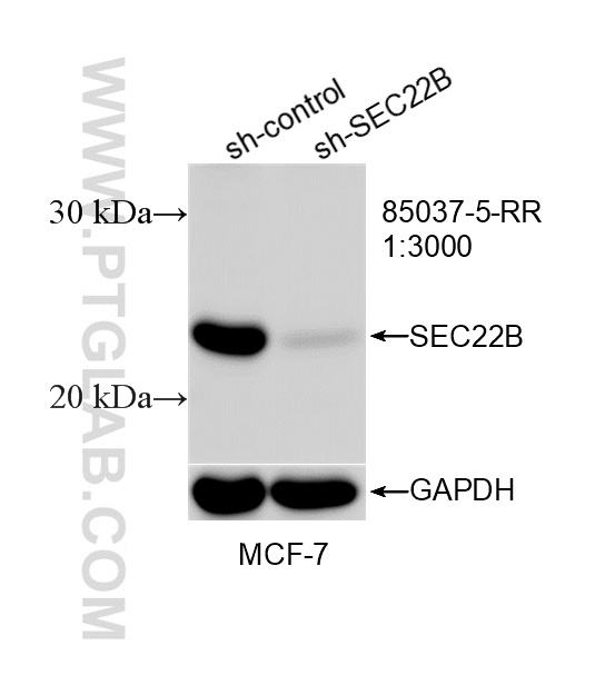 WB analysis of MCF-7 using 85037-5-RR