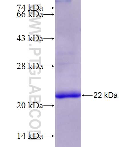 SEC22C fusion protein Ag27903 SDS-PAGE