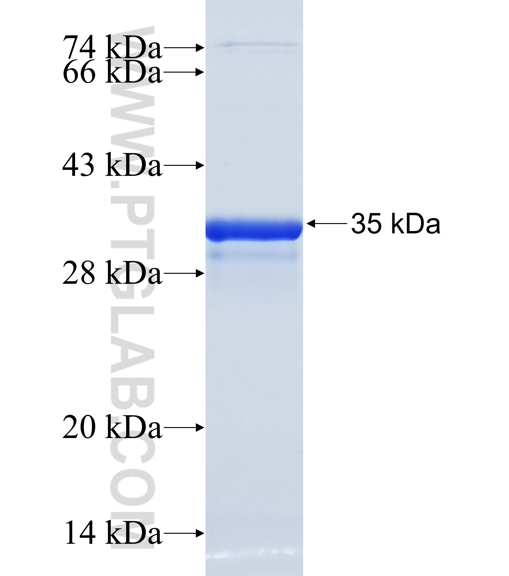 SEC23A fusion protein Ag33185 SDS-PAGE SEC23A fusion protein Ag33185 SDS-PAGE