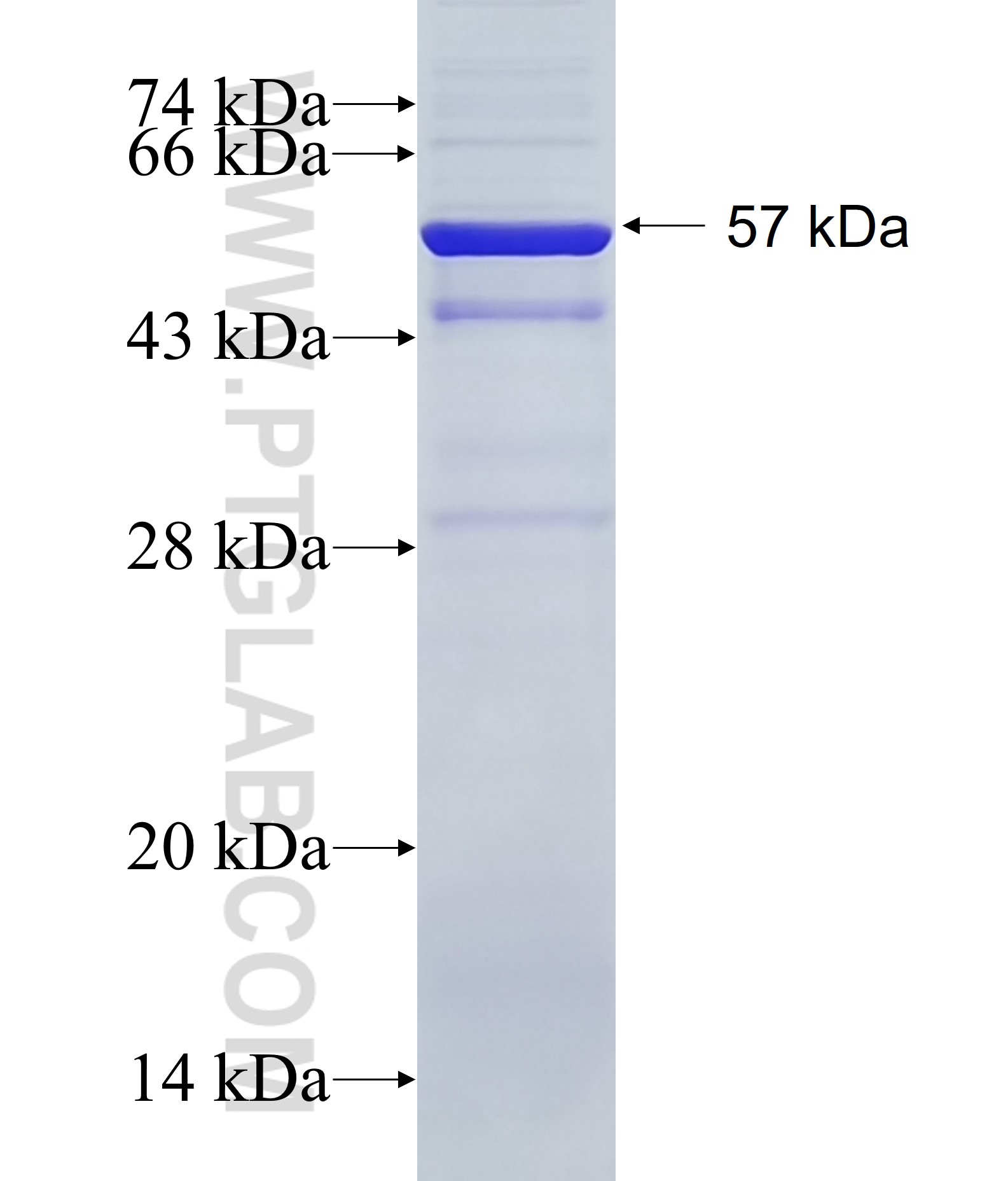 SEC23B fusion protein Ag35557 SDS-PAGE