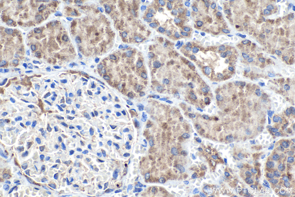 IHC staining of human kidney using 16073-1-AP