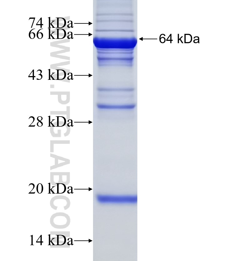 SEC24C fusion protein Ag9030 SDS-PAGE