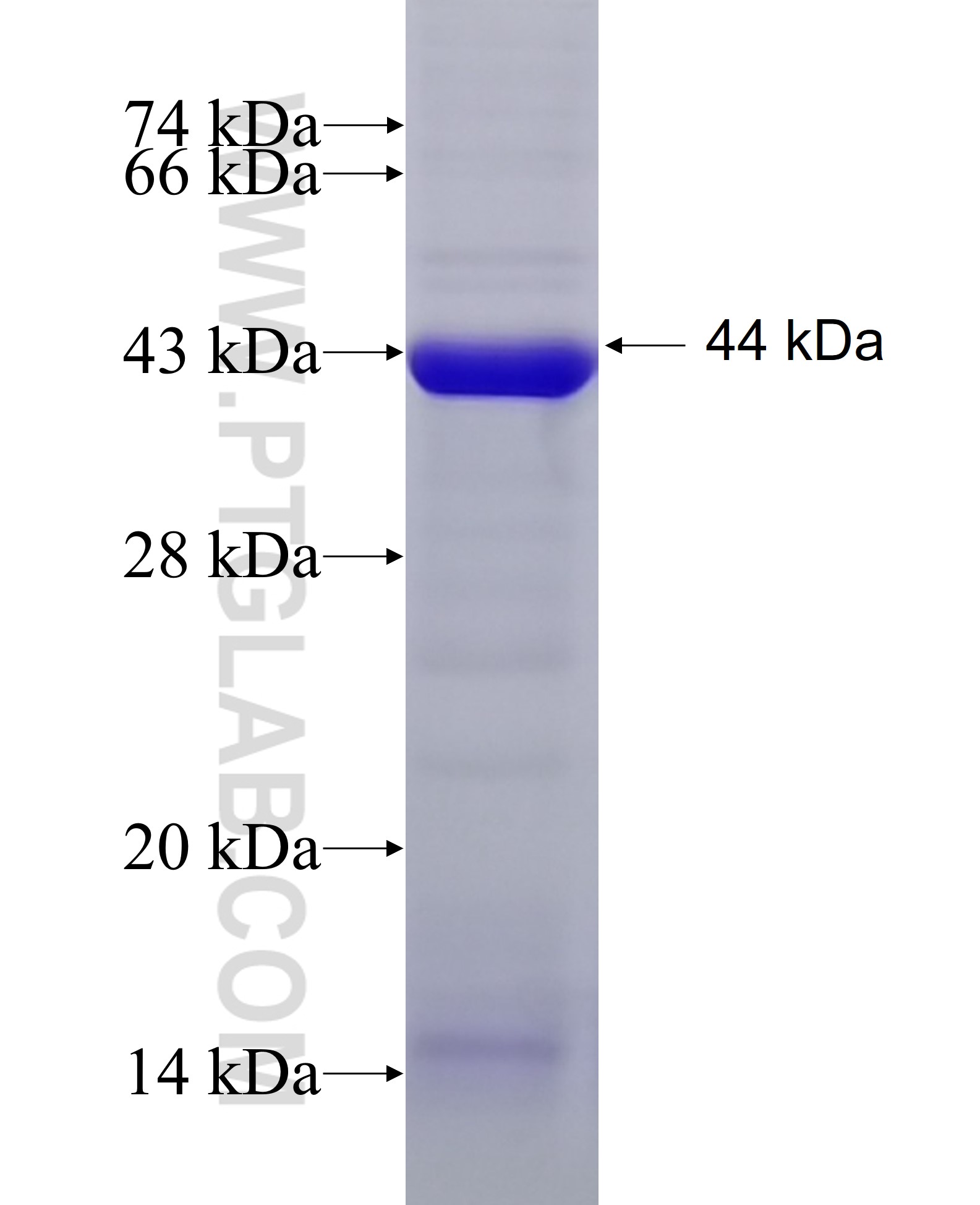 SEC24C fusion protein Ag9055 SDS-PAGE