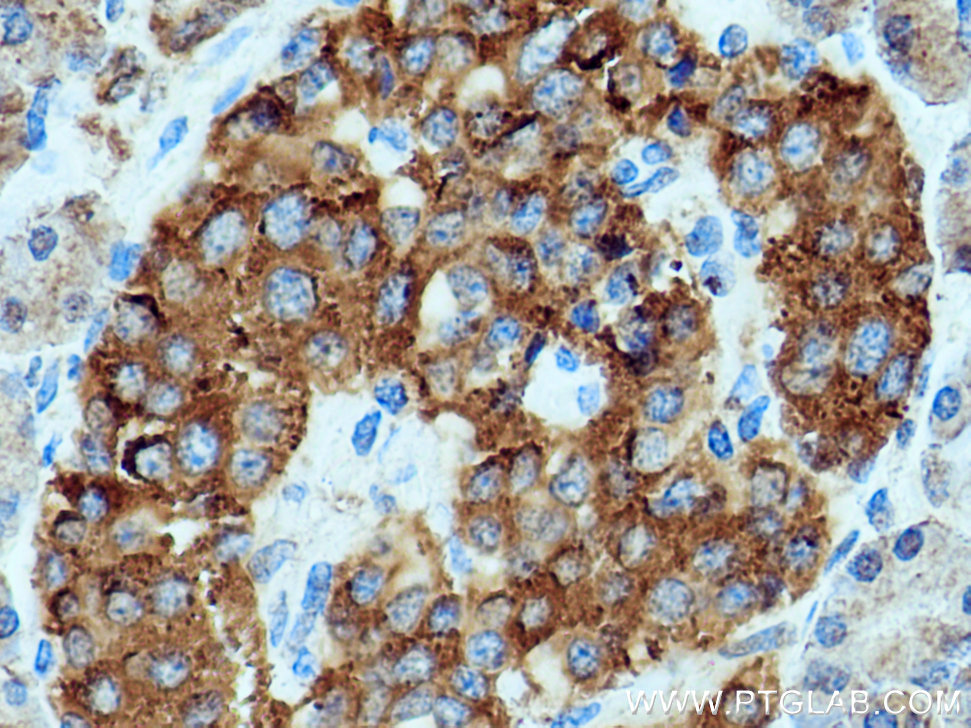 IHC staining of human pancreas using 13673-1-AP