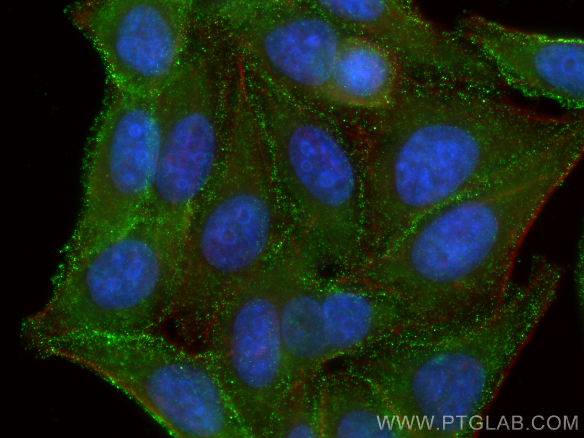 IF Staining of HepG2 using 67409-1-Ig