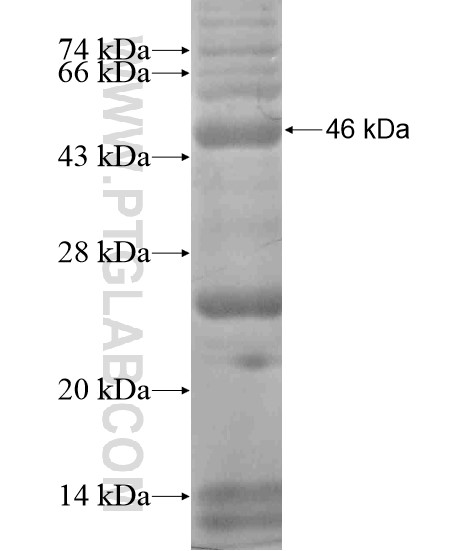 SEC24D fusion protein Ag19246 SDS-PAGE SEC24D fusion protein Ag19246 SDS-PAGE
