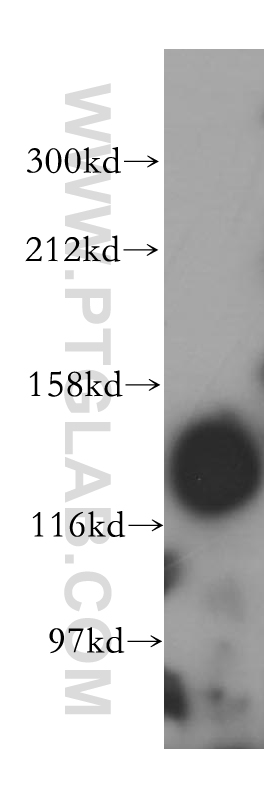 SEC31A Polyclonal antibody