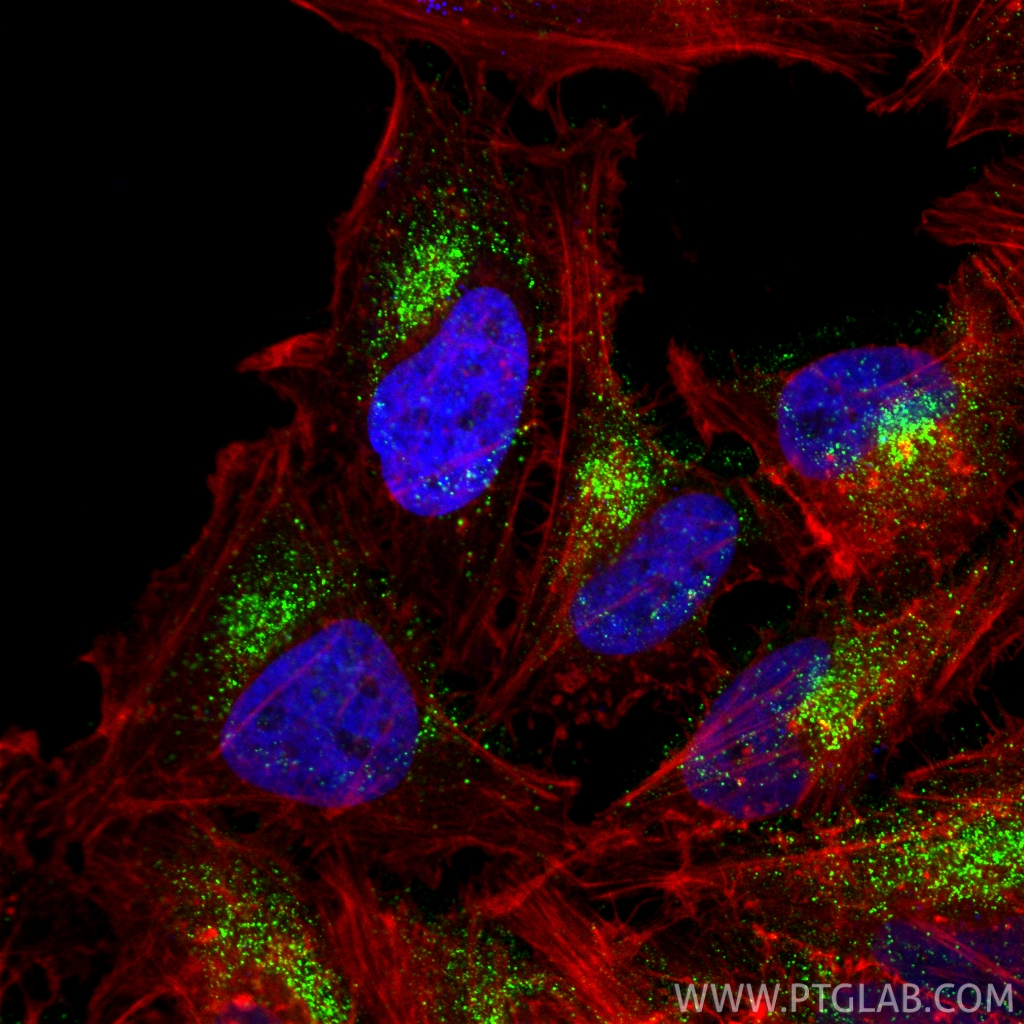 IF Staining of HeLa using 84942-4-RR