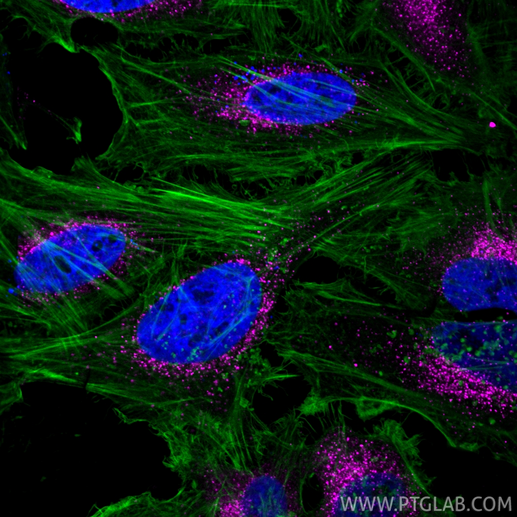 IF Staining of HeLa using CL647-84942-4