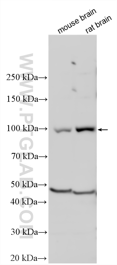 WB analysis using 12751-1-AP