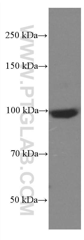 WB analysis of mouse brain using 66011-1-Ig (same clone as 66011-1-PBS)