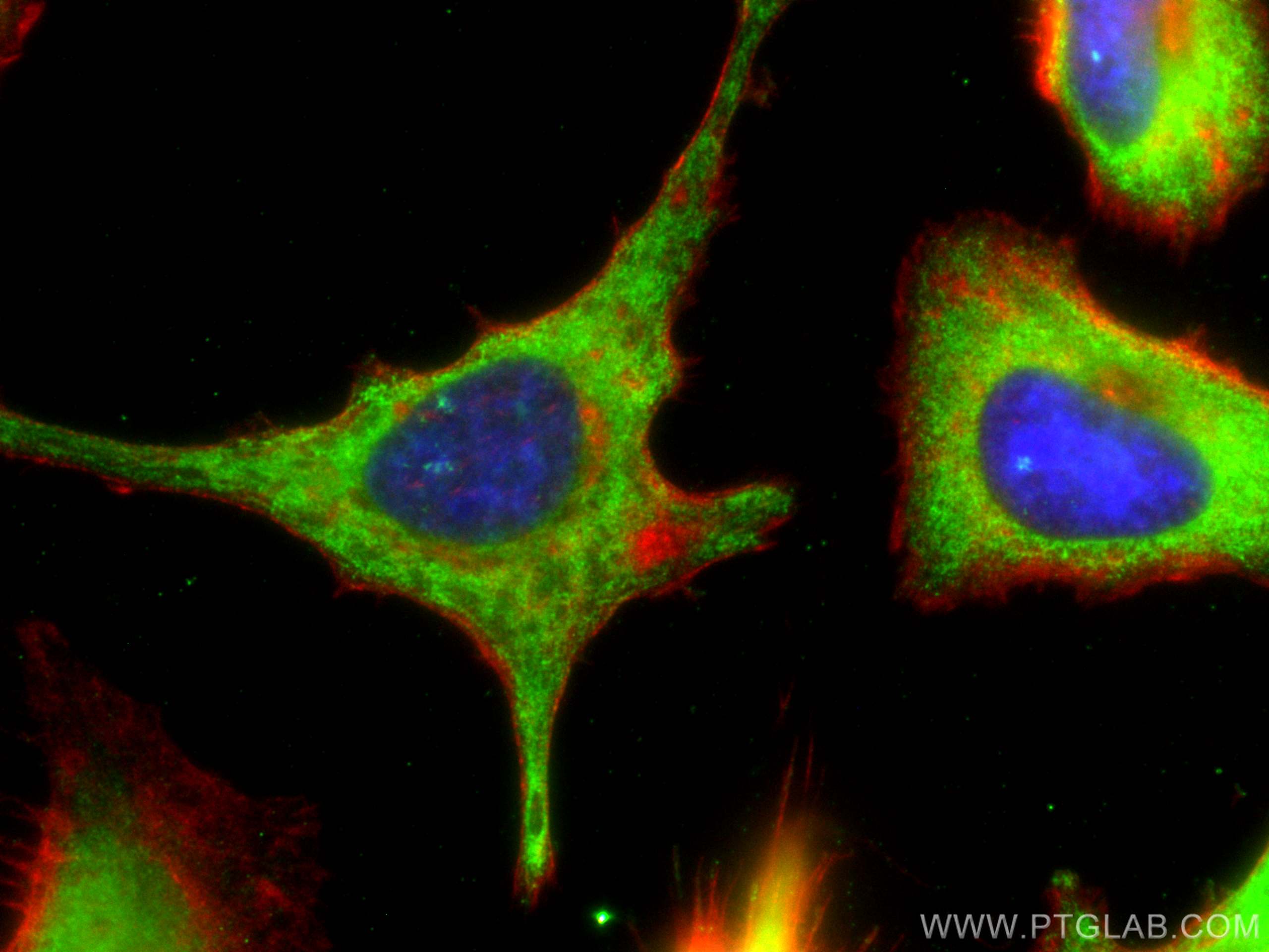 IF Staining of HeLa using CL488-66011