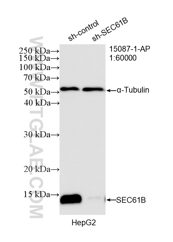 WB analysis of HepG2 using 15087-1-AP