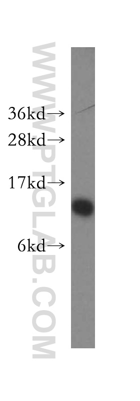 SEC61B Polyclonal antibody