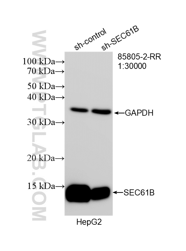 WB analysis of HepG2 using 85805-2-RR WB analysis of HepG2 using 85805-2-RR