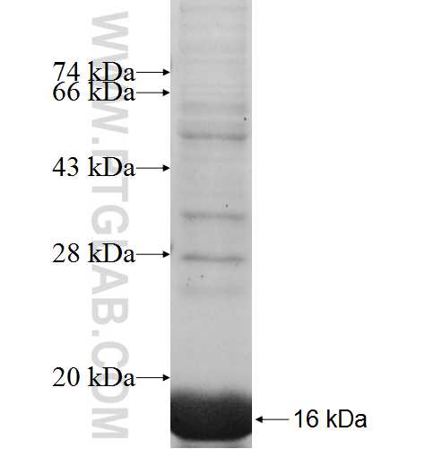 SEC61B fusion protein Ag7217 SDS-PAGE SEC61B fusion protein Ag7217 SDS-PAGE