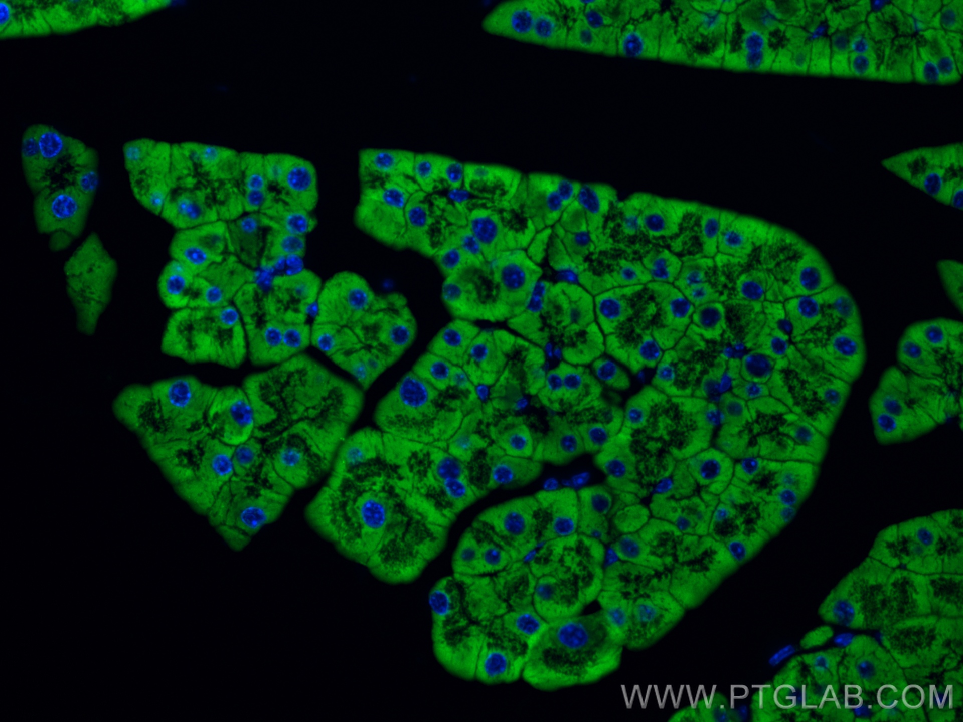 IF Staining of mouse pancreas using 14846-1-AP (same clone as 14846-1-PBS)