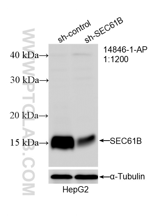WB analysis of HepG2 using 14846-1-AP