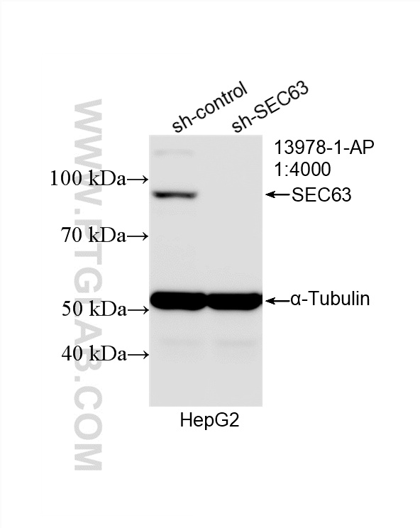 WB analysis of HepG2 using 13978-1-AP