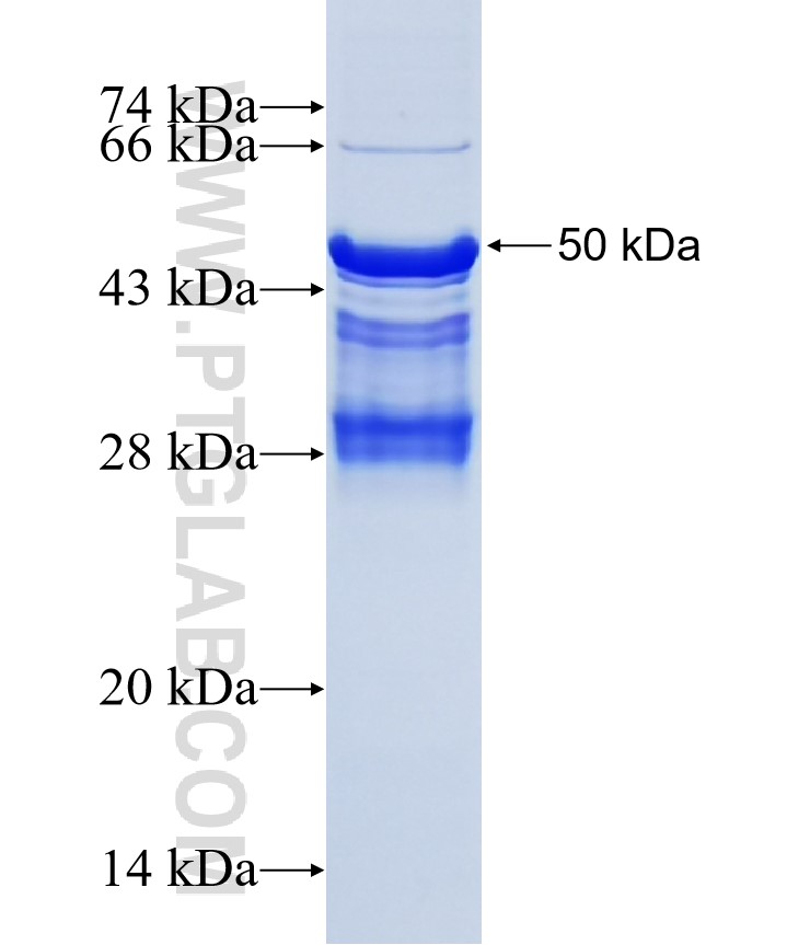 SECTM1 fusion protein Ag3190 SDS-PAGE