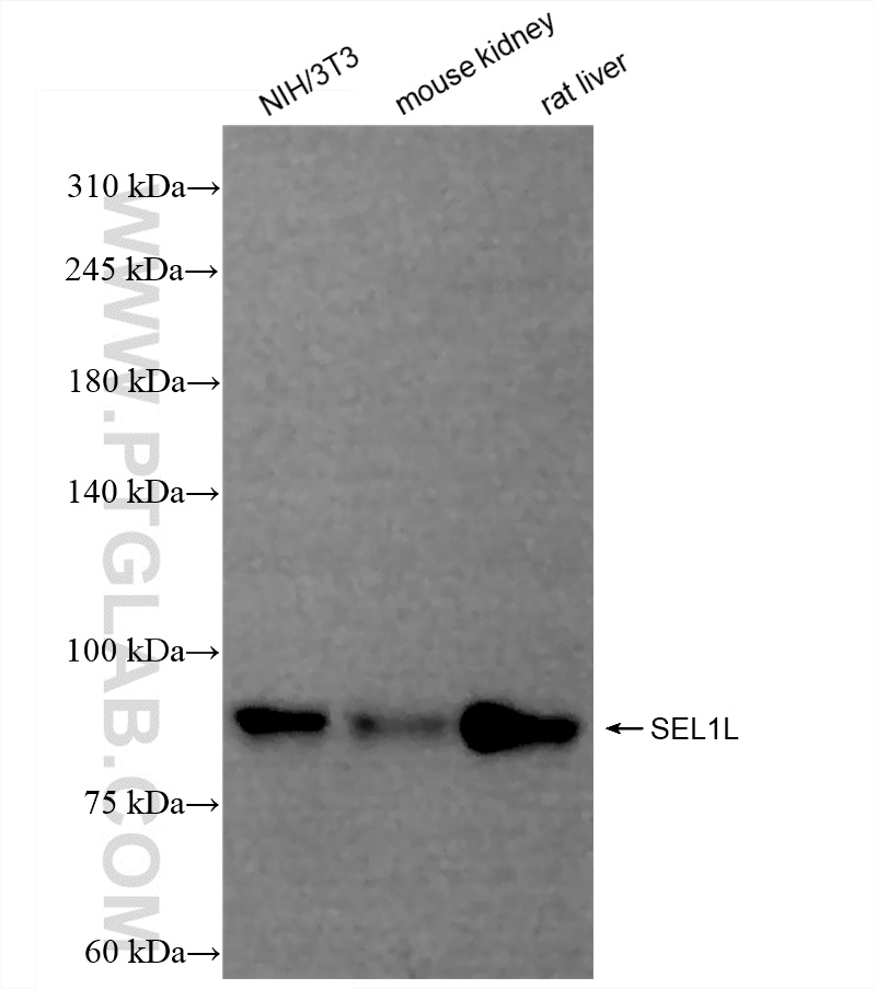 WB analysis using 84317-7-RR (same clone as 84317-7-PBS)