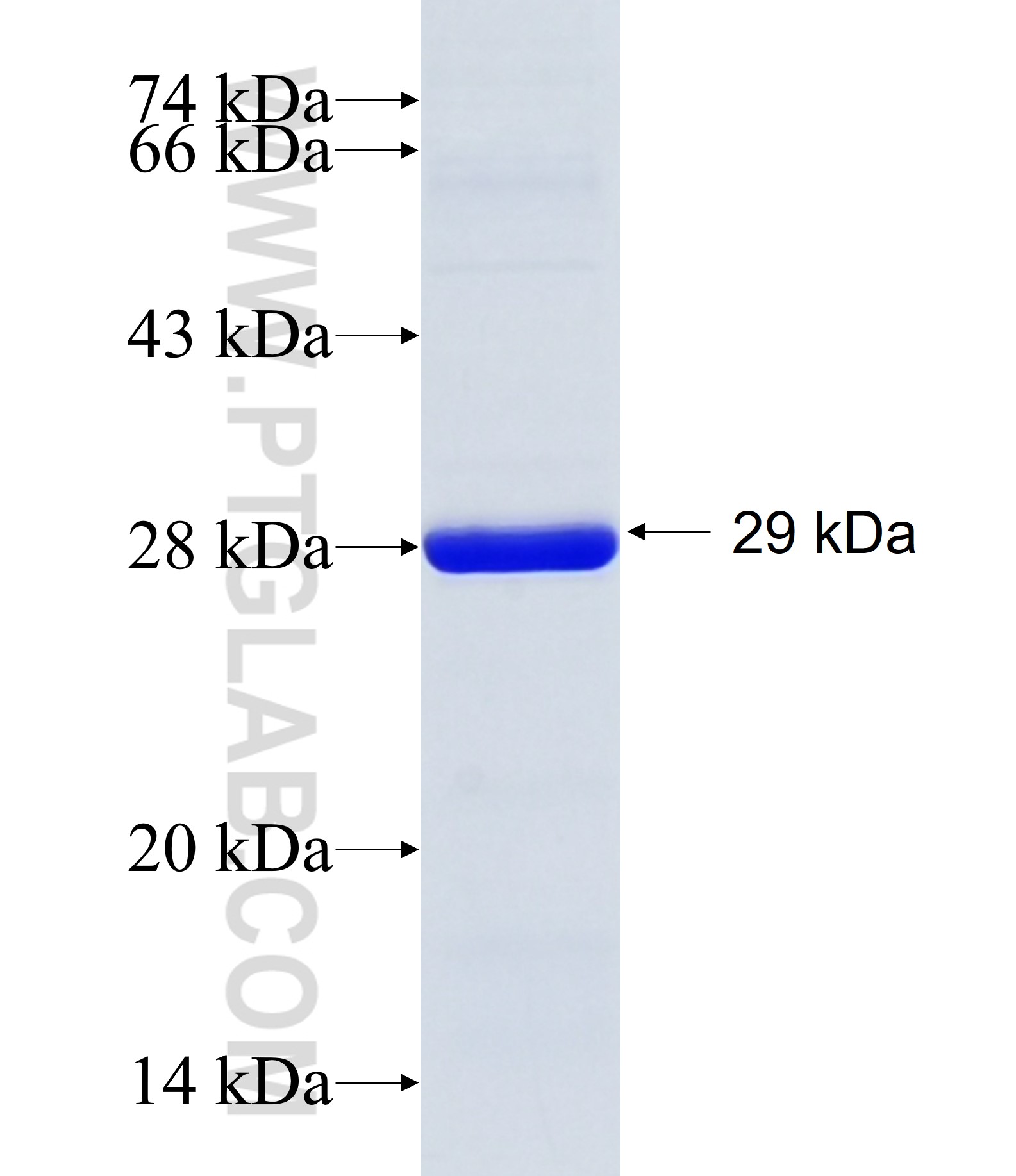 SEL1L3 fusion protein Ag34873 SDS-PAGE