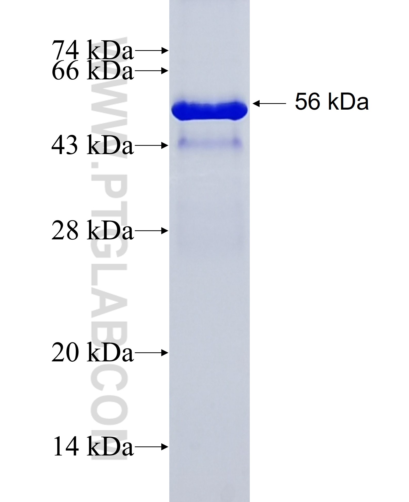 SELE fusion protein Ag31820 SDS-PAGE