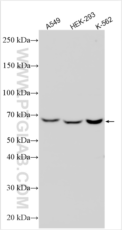 WB analysis using 32860-1-AP