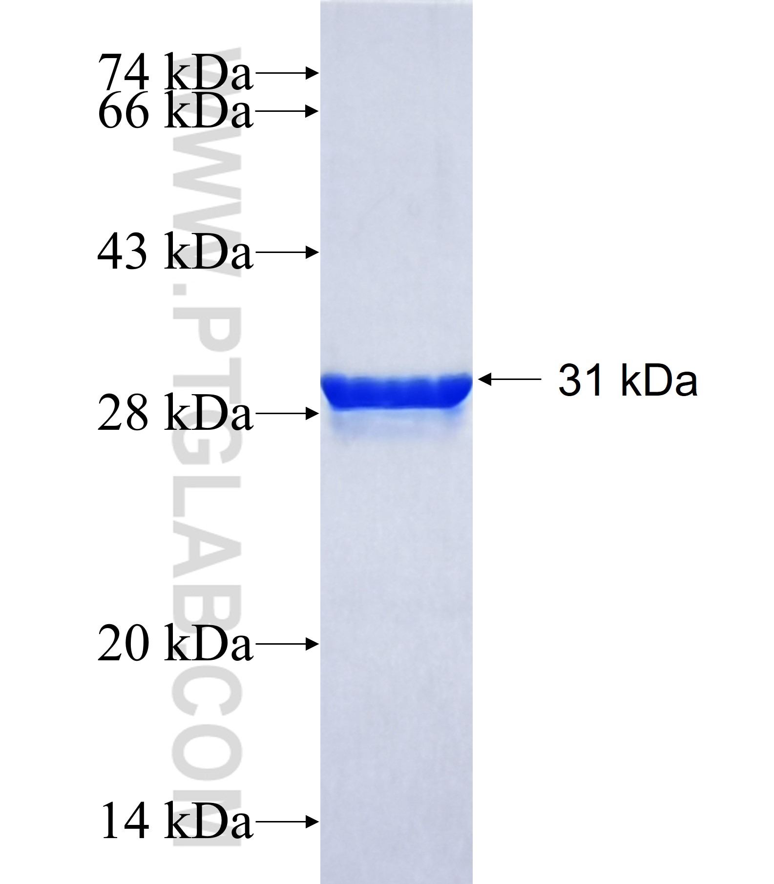 SELI fusion protein Ag40887 SDS-PAGE
