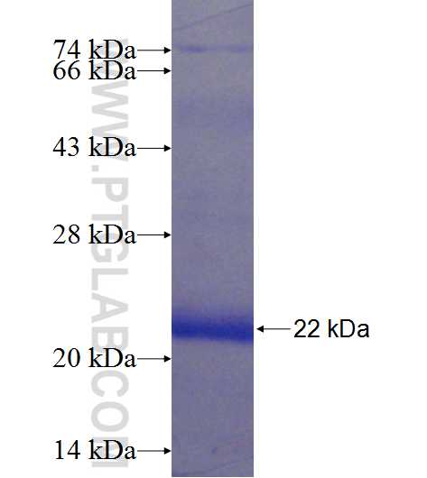 SELL fusion protein Ag24190 SDS-PAGE