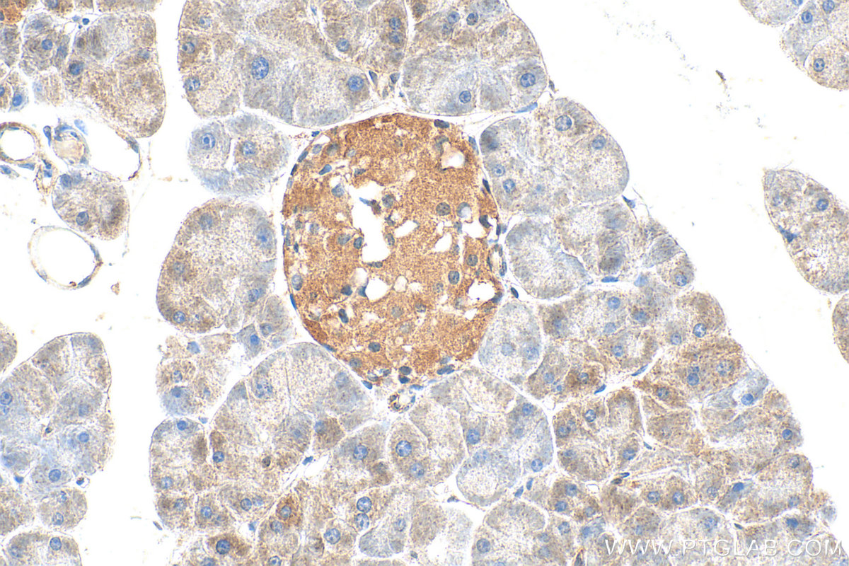 IHC staining of mouse pancreas using 30638-1-AP IHC staining of mouse pancreas using 30638-1-AP