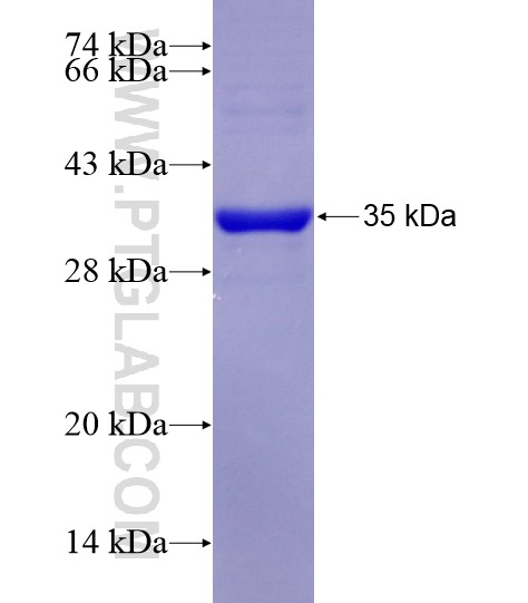 SEMA4C fusion protein Ag29142 SDS-PAGE