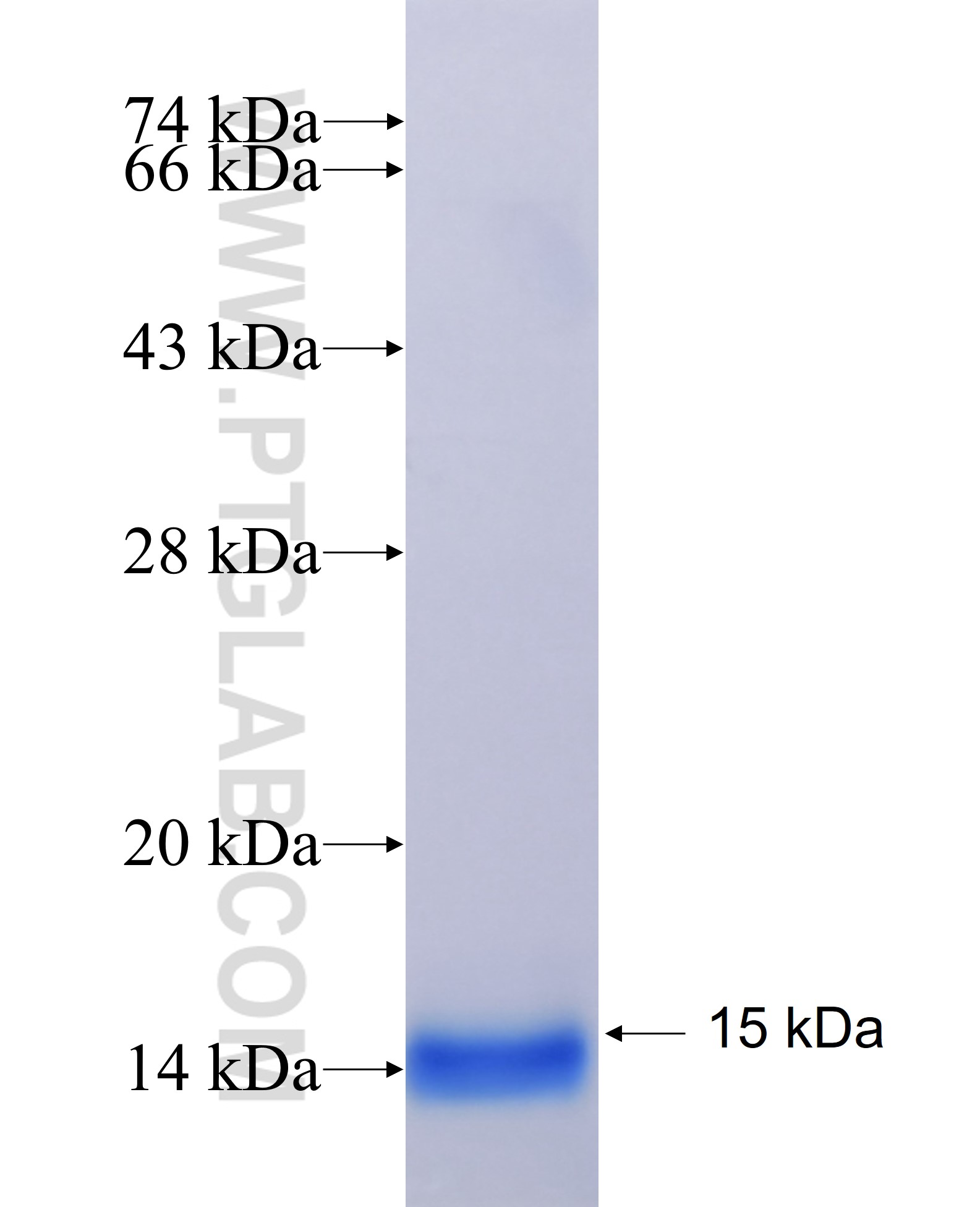 SEMA4C fusion protein Ag29151 SDS-PAGE