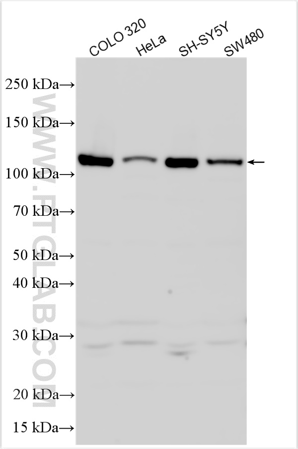 WB analysis using 12279-1-AP
