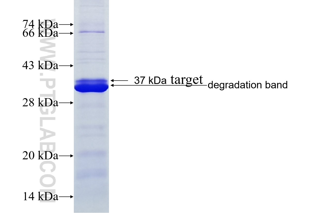 SEMA6A fusion protein Ag40550 SDS-PAGE