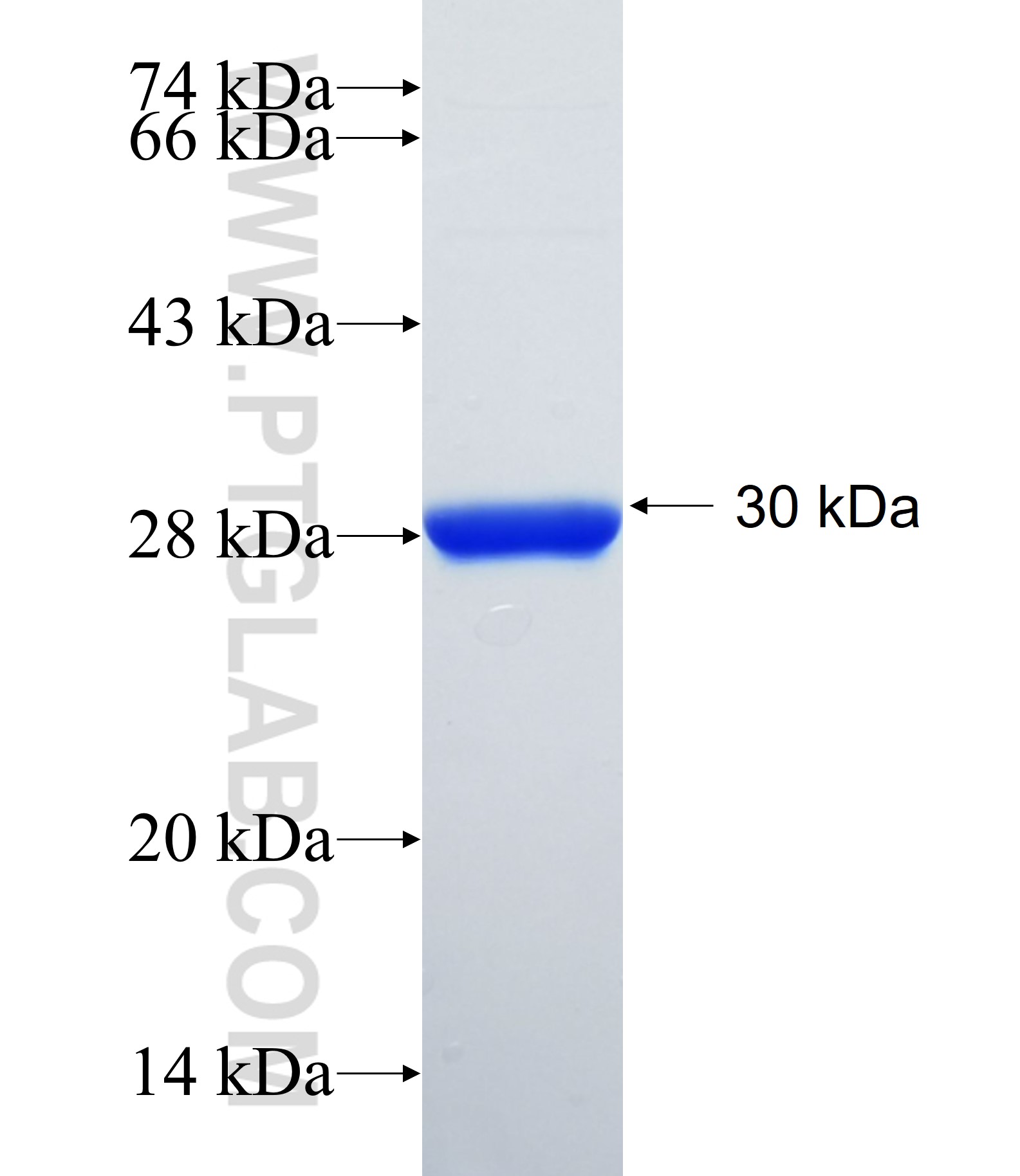 SEMA6D fusion protein Ag34829 SDS-PAGE SEMA6D fusion protein Ag34829 SDS-PAGE