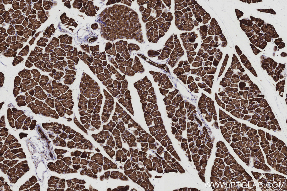 IHC staining of mouse pancreas using 83594-4-RR