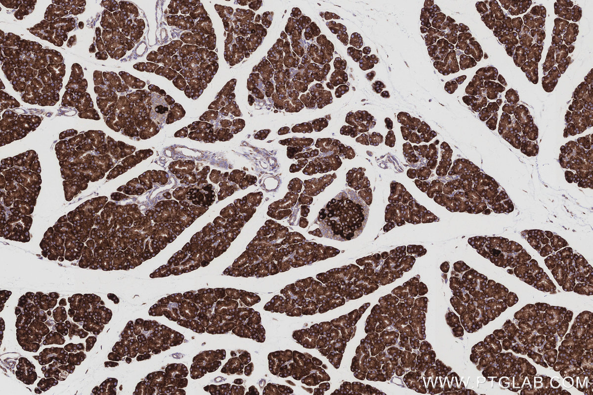 IHC staining of rat pancreas using 83594-4-RR